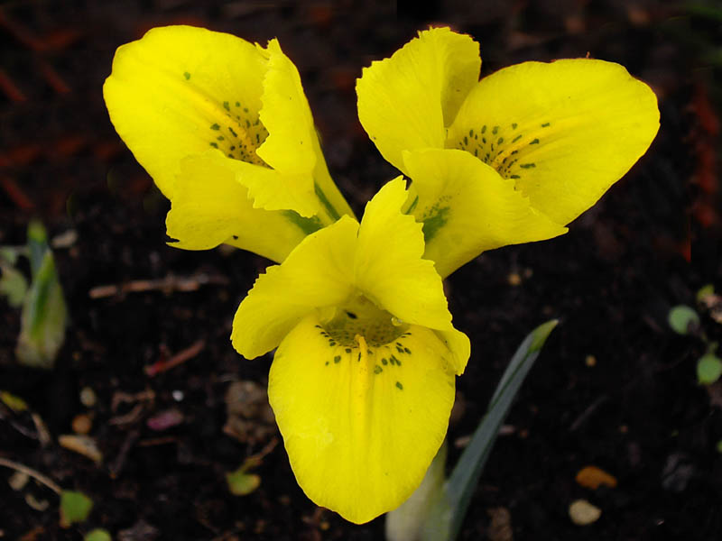 Iris danfordiae photo